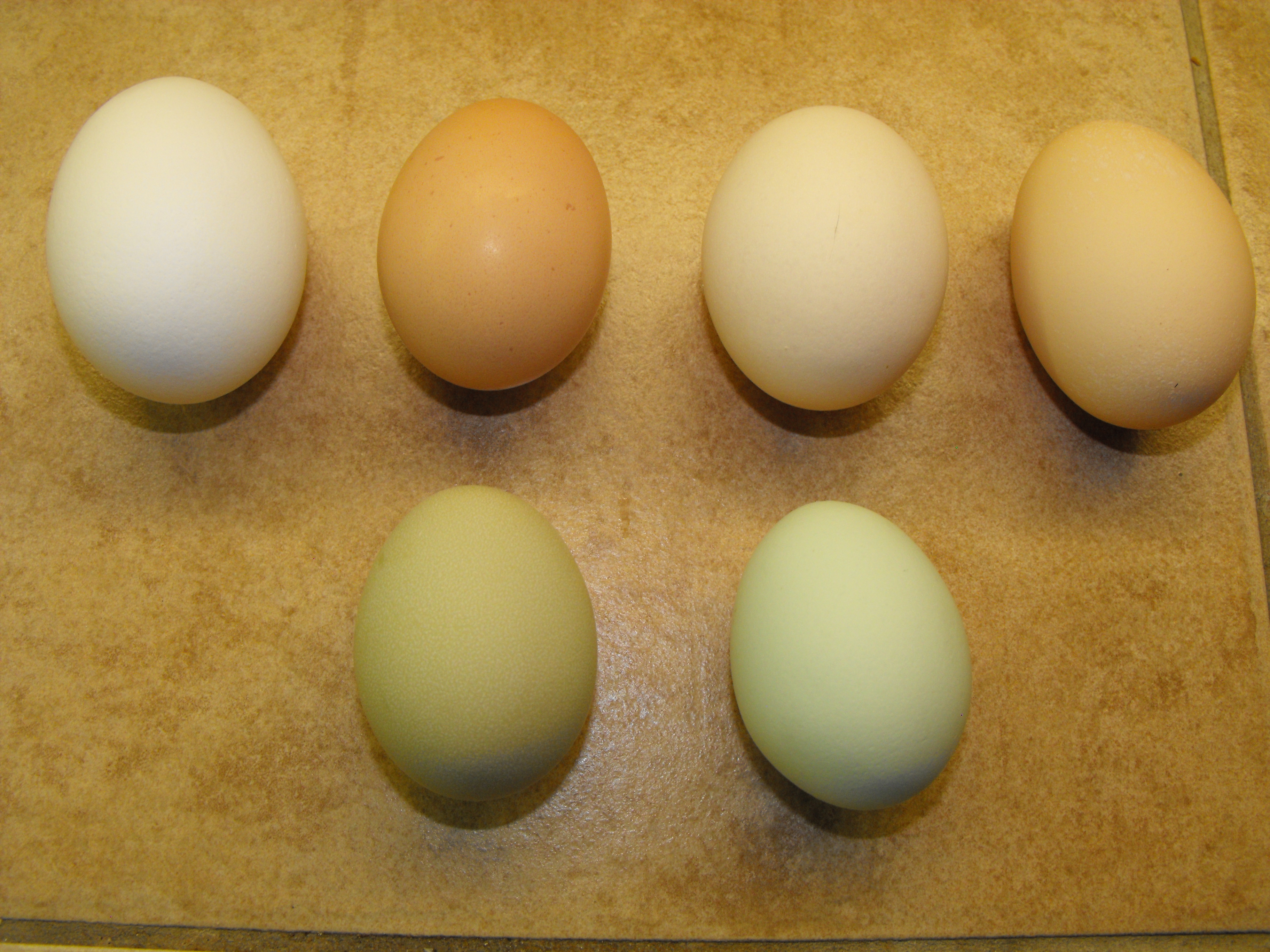 Buff Brahma Chicken Egg Color